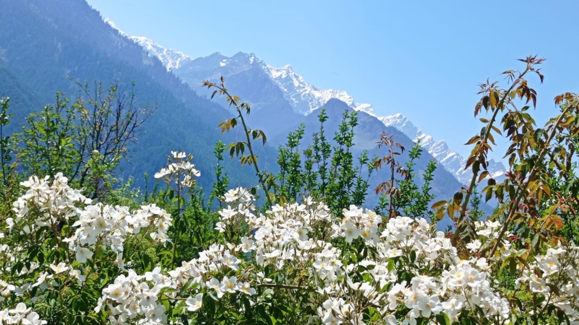 Places to visit in manali